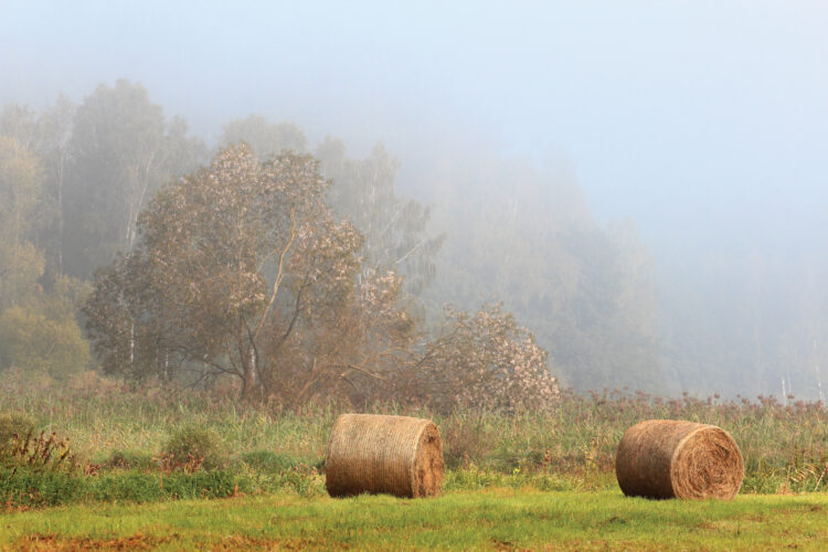 Grow Your Own Field Crops